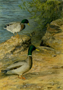 By Eyeworth Pond