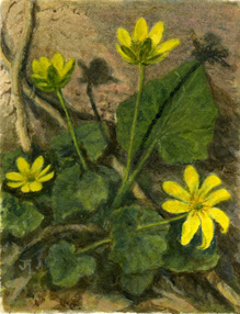 Celandines
