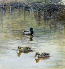 Ducks
