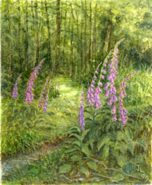 Foxgloves near Newbridge
