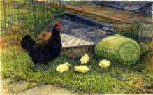 Free Range in The Yard