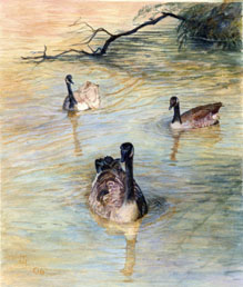 Geese at Cadman Pool