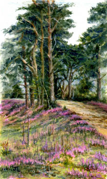 Heather at Bishops Dyke