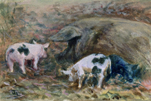 Pigs