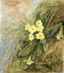 Primroses