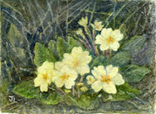 Primroses 2