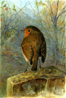 Robin
