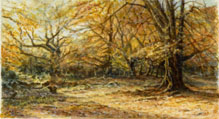 Shave Wood in Autumn